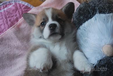 Corgi Welsh corgi pembroke