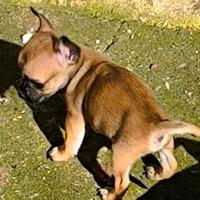 Cucciolo di chihuaha