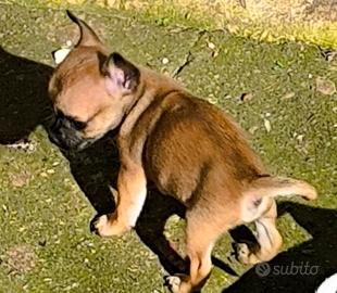 Cucciolo di chihuaha