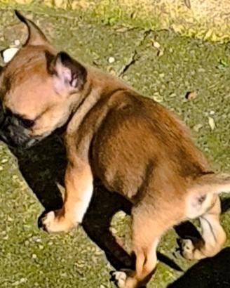 Cucciolo di chihuaha