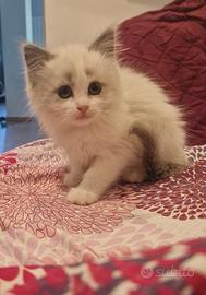 Ragdoll