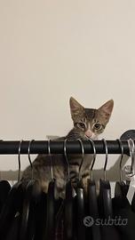 Gattino in dono