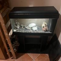 Aquario