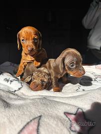 Bassotto tedesco nano maschio e femmina