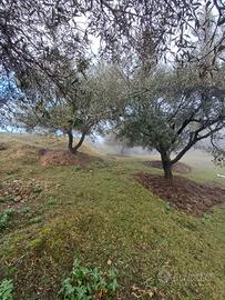 Valona Albania terreno