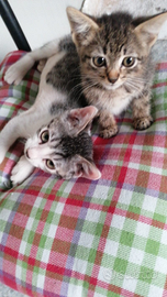 I miei gattini