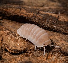 Isopodi sp. Cubaris murina Papaya