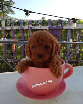 barboncina toy