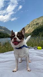 Chihuahua per monta