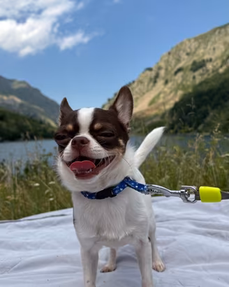 Chihuahua per monta