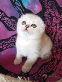 Cuccioli Scottish fold e Scottish Straight