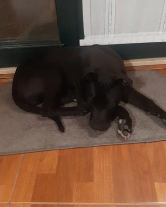 Pitbul originale con vaccino