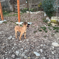 Cuccioli pastore belga malinois