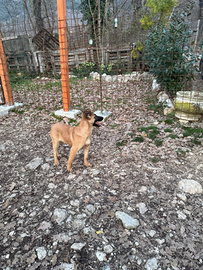 Cuccioli pastore belga malinois