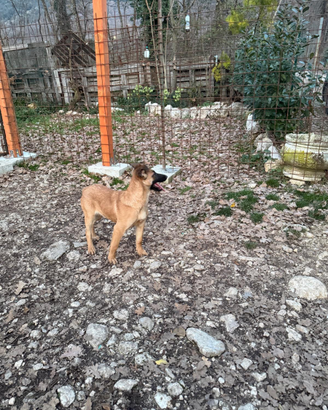 Cuccioli pastore belga malinois