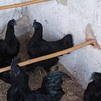 Galli Galline Cemani