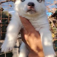 Cucciolo di Siberian Husky con Pedigree ENCI FCI