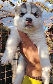 Cucciolo di Siberian Husky con Pedigree ENCI FCI