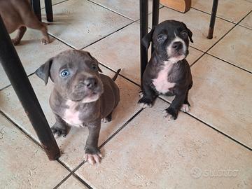 6 cuccioli pitt