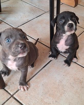 6 cuccioli pitt