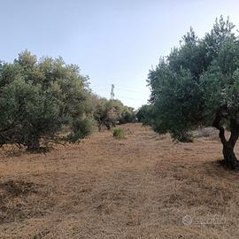 Uliveto 6285 mq. con 90 alberi C.da Amalfitano