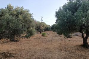 Uliveto 6285 mq. con 90 alberi C.da Amalfitano
