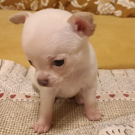 Stiamo crescendo. velocemente