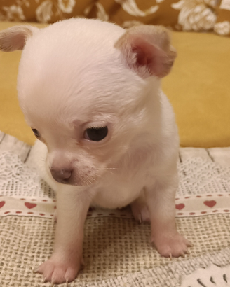 Stiamo crescendo. velocemente