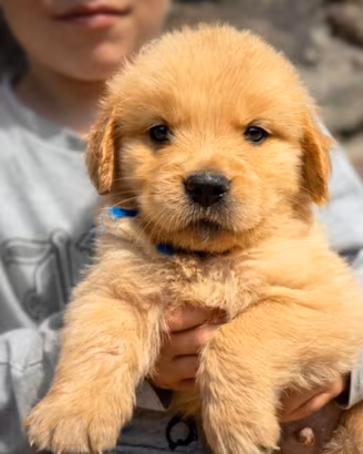 Golden retriever cuccioli 100% americani