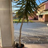 Pianta tronchetto alta 2,2 metri