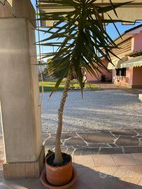 Pianta tronchetto alta 2,2 metri