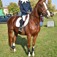 Cavallo PSI