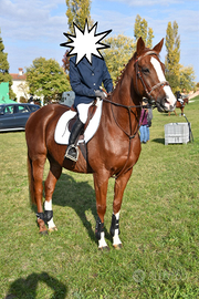 Cavallo PSI