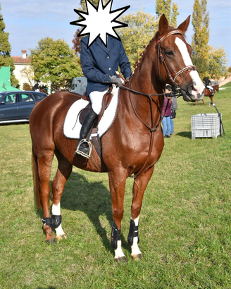 Cavallo PSI