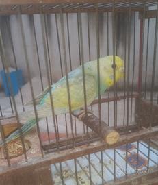 Pappagalli cocoriti rainbow