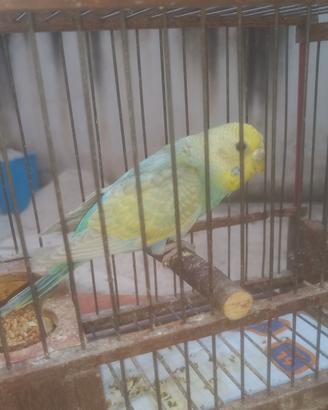 Pappagalli cocoriti rainbow