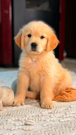 Golden Retriever da genitori selezionati