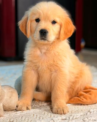 Golden Retriever da genitori selezionati