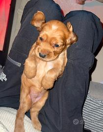 Cucciola cocker spaniel