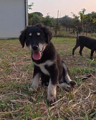 Cuccioli meticci labrador