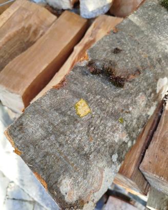 Legna da ardere secca 