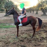 Cavalla purosangue 8 anni