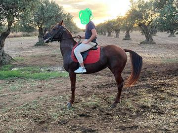 Cavalla purosangue 8 anni