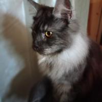 Femmina Maine Coon