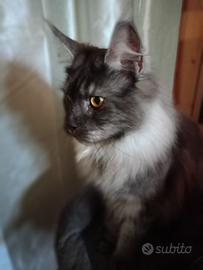 Femmina Maine Coon