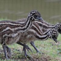 Pulcini di emù (struzzo Australiano)