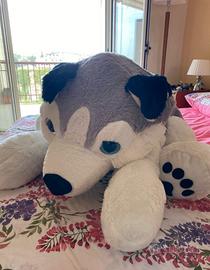 cagnolone  husky