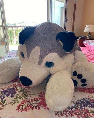 cagnolone  husky