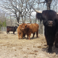 Mucche bovini highland