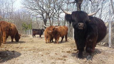 Mucche bovini highland